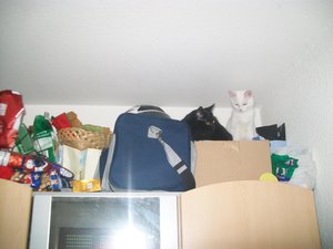katzen bilder 005.jpg