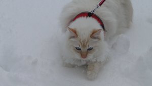 red nose rentier.jpg