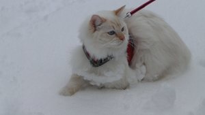 unser schneemann.jpg