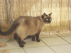 Balkonien-Entdeckung 001.jpg