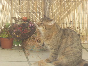 Balkonien-Entdeckung 004.jpg