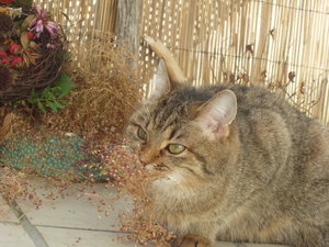 Balkonien-Entdeckung 016.jpg