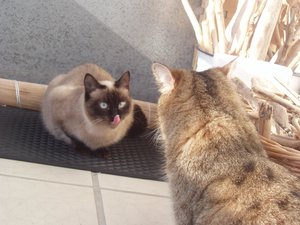 Balkonien-Entdeckung 011.jpg