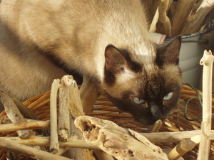 Balkonien-Entdeckung 018.jpg