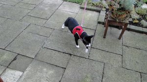 yodi mit winter-mäntelchen.jpg