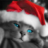 Weihnachtskatze.jpeg