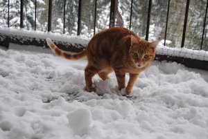 Winter2010 016.jpg