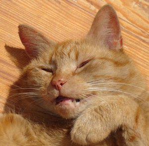 Hetty 318 - Kopie.JPG