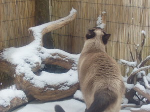 Murmelchen und Maymunah 028.jpg