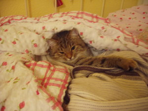 Weihnachten 10 007.jpg