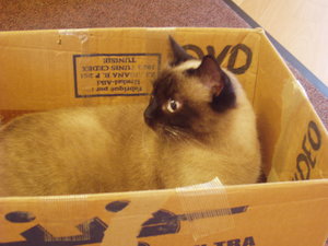 Weihnachten 10 017.jpg