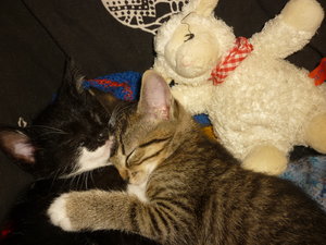 18.August 2010 049.jpg