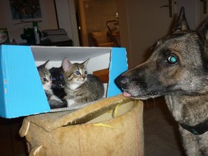 Platz ist in der kleinsten Hütte 004.jpg