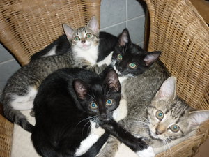 Rasselbande beim Mittagsschlaf 003.jpg