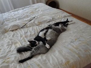 Wahre Liebe unter Männern.jpg