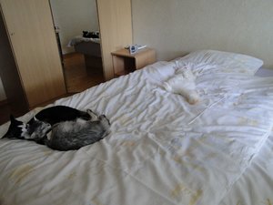 Feivel, Yoda und Smee.jpg