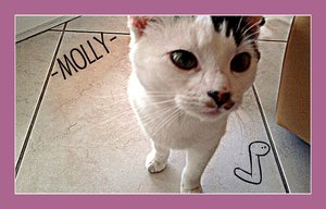 Molly.jpg