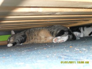 silvester 002 [800x600].jpg