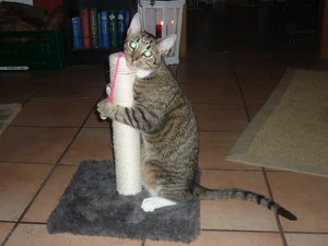 Silvester 2010 003.jpg