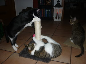 Silvester 2010 021.jpg