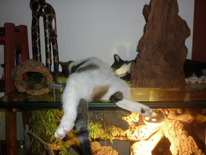 Winterwonderland Dez 2010 003.jpg