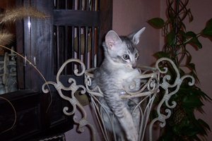 feivel im pokal2.jpg