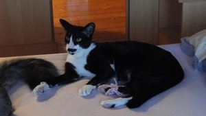 yodi der pracht-kater.jpg