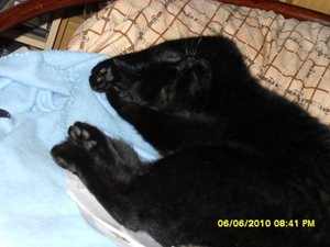 teufelchen 013 [800x600].jpg