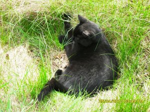 teufelchen [800x600].jpg