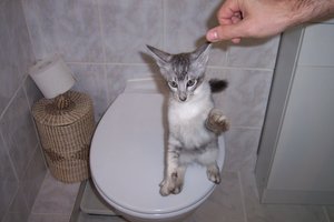 feivelchen auf dem klo.jpg