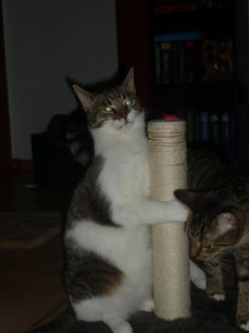 Silvester 2010 045.jpg