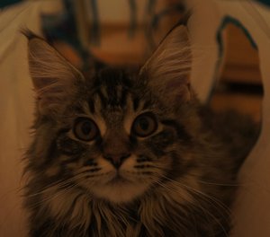 17plus5 311210 (2).jpg