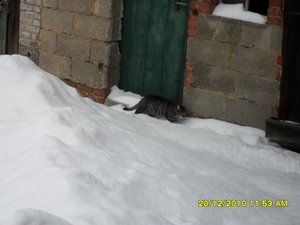 Streuner 002 [800x600].jpg