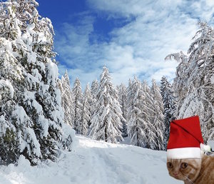Reddi im Weihnachtswald.jpg