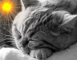 Reddi träumt vom Sommer.jpg