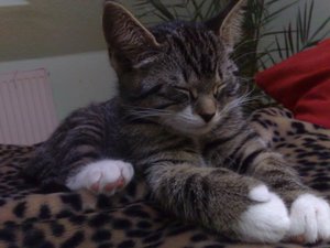 24102011656 Forum.jpg