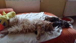 1916831_10207624978320074_7406116690479423516_n (1).jpg