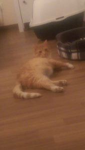 2016-02-05 20.47.12.jpg