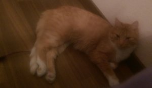 2016-02-05 21.07.36.jpg