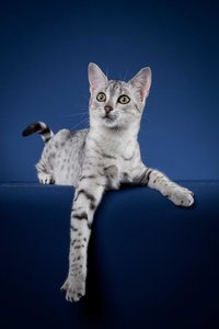 Serket (63 von 70).jpg