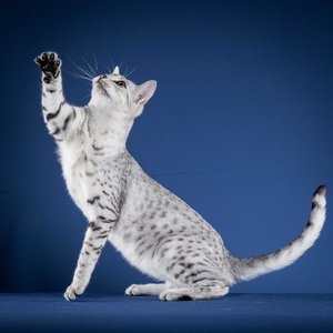 Serket (50 von 70).jpg