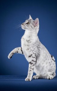 Serket (46 von 70).jpg