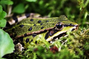 Frosch lea.jpg