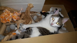 Ivy im Kramkarton.jpg