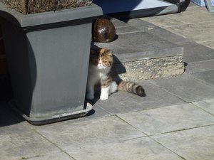 Katzen 17.3.16 007.jpg