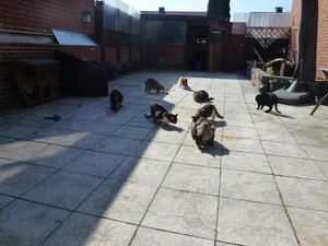 Katzen 17.3.16 034.jpg