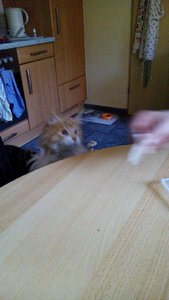 struppie tag 14-1.jpg