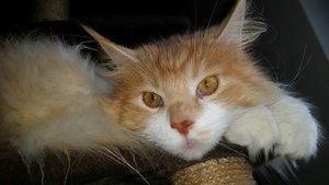 struppie tag 14-2.jpg