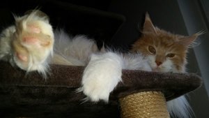 struppie tag 14-3.jpg