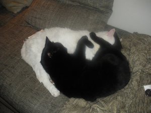 IMGP3145 (1024x768).jpg